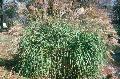 Ornamental Grass / Miscanthus species 